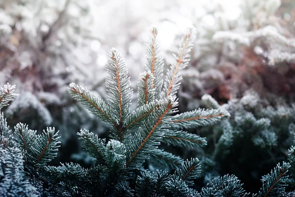 Natal, fundo de inverno com pinheiros gelados. Fundo sazonal para cartão de saudação ou design de cartaz — Fotografia de Stock