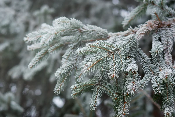 Christmas, Winter Background With Frosty Pine Tree. Seasonal Backdrop for Greeting Card or Poster Design — Stock Photo, Image