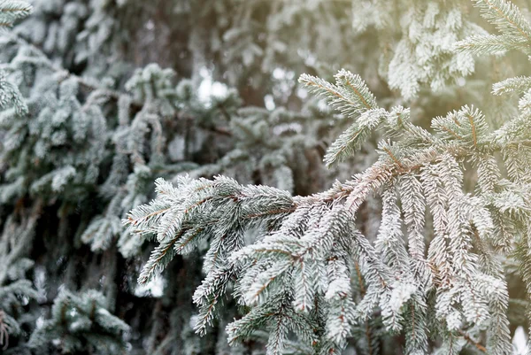 Natal, fundo de inverno com pinheiros gelados. Fundo sazonal para cartão de saudação ou design de cartaz — Fotografia de Stock