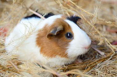 Cute Red and White Guinea Pig Close-up. Pet in its House clipart