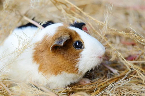 Lindo primer plano del cerdo rojo y blanco de Guinea. Mascota en su casa —  Fotos de Stock