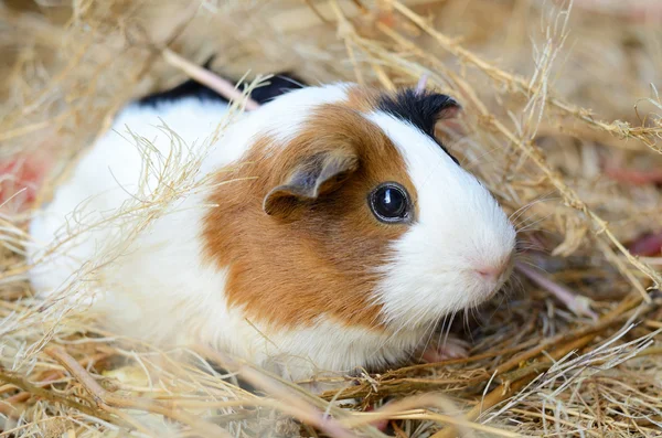 Niedliche rot-weiße Meerschweinchen aus nächster Nähe. Haustier im Haus — Stockfoto