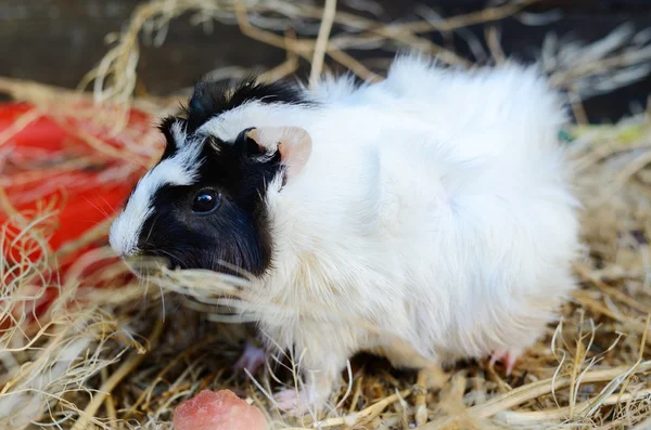 Lindo primer plano del cerdo rojo y blanco de Guinea. Mascota en su casa —  Fotos de Stock