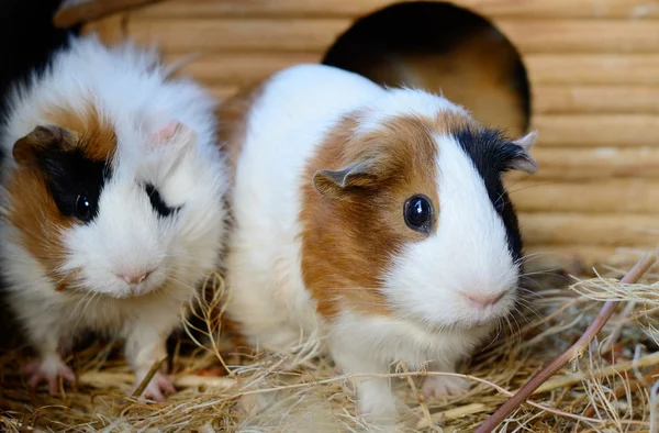 Cute Red and White Guinea Pig Close-up. Pet in its House — Stock Photo, Image