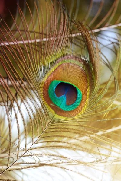 아름 다운 공작의 깃털입니다. 새 깃털 배경 — 스톡 사진