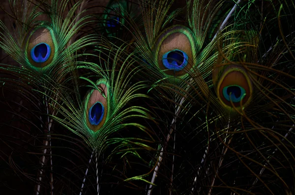 Beautiful Peacock feathers. Bird feather background