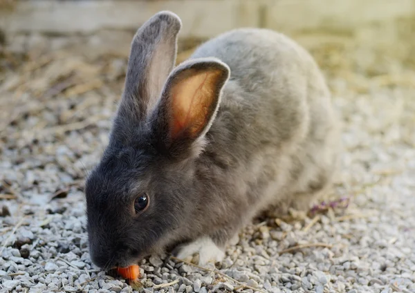 Cute little grey rabbit in a paddock. — Stock Photo, Image