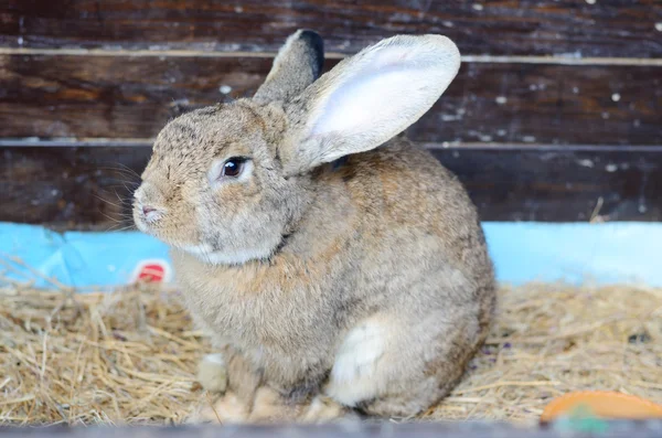 Cute little grey rabbit in a paddock. — Stock Photo, Image
