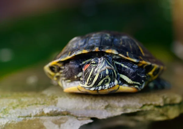 Gölet kaymak, kırmızı kulaklı kaplumbağa yakın çekim — Stok fotoğraf