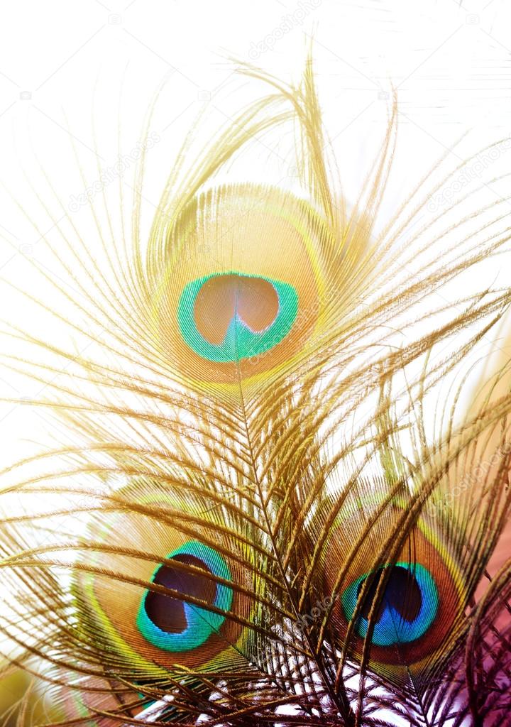 Peacock Bird Feather peacock-bird-feather