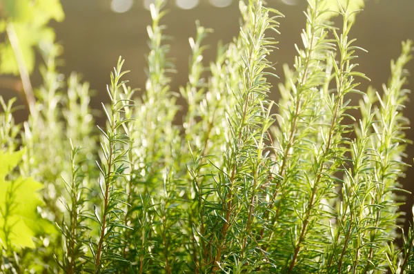 Close-up foto van Rosemary Bush onder zonlicht. Botanische achtergrond — Stockfoto