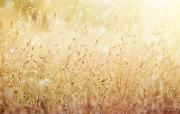 Vahşi çayır çimen sabah güneş ışığı altında. Sonbahar alan bol küçük salyangoz arka plan. Tasarımınız için güneşli mevsimlik zemin