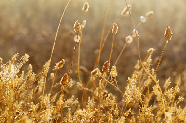 Grama de prado selvagem sob a luz solar da manhã. Campo de outono com bastantes pequenos caracóis fundo. Fundo sazonal ensolarado para o seu design — Fotografia de Stock