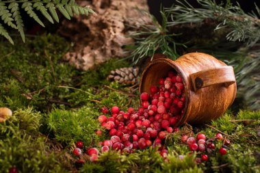 Orman zemininde, yosun örtüsünde, kil bir tencerede, olgun kızılcık meyveleri. Organik gıda geçmişi.