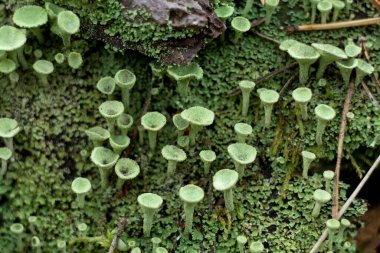 Cladonia Fimbriata ya da Peri Kupası Lichen ve yosun orman zemininde seçici odak fotoğrafında yetişiyor. İskandinav Ormanı Doğal arka plan.