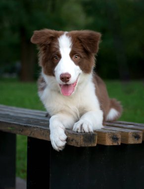 Yerde oturan sevimli Border collie yavrusu. Parkta dört aylık sevimli pofuduk köpek yavrusu.