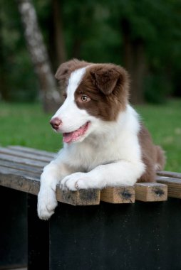 Yerde oturan sevimli Border collie yavrusu. Parkta dört aylık sevimli pofuduk köpek yavrusu.