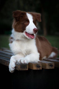 Yerde oturan sevimli Border collie yavrusu. Parkta dört aylık sevimli pofuduk köpek yavrusu.