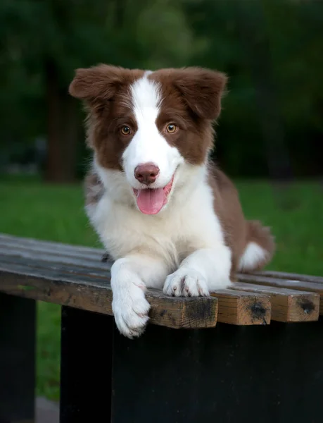 Uroczy Szczeniaczek Border Collie Siedzący Ziemi Cztery Miesiące Stary Słodkie — Zdjęcie stockowe