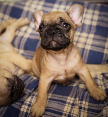 Uykulu Fransız Bulldog yavruları. Şirin küçük köpek..