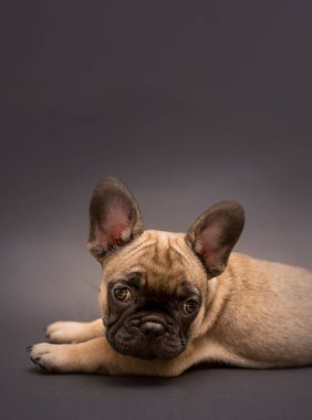 Sevimli Fransız Bulldog köpek yavrusunun bej renginin stüdyo portresi. Gri arka planda şirin bir köpek yavrusu..