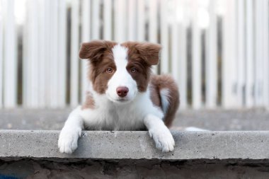 Yerde oturan sevimli Border collie yavrusu. Şehir parkında dört aylık sevimli tüylü köpek yavrusu.
