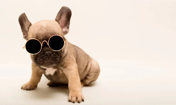 Portret Uroczego Francuskiego Szczeniaka Buldoga Okularach Przeciwsłonecznych Pet Vacation Koncepcja — Zdjęcie stockowe