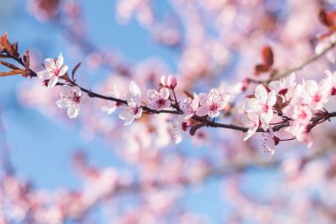 Dalları Güzel Pembe Kiraz Eriği, Prunus Cerasifera Zencisi, baharın başında çiçek açıyor. Dekoratif Peyzaj Tasarımı Ağacı.