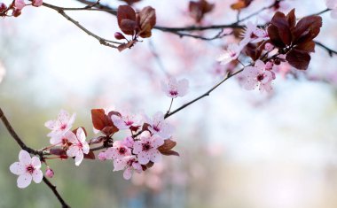 Dalları Güzel Pembe Kiraz Eriği, Prunus Cerasifera Zencisi, baharın başında çiçek açıyor. Dekoratif Peyzaj Tasarımı Ağacı.