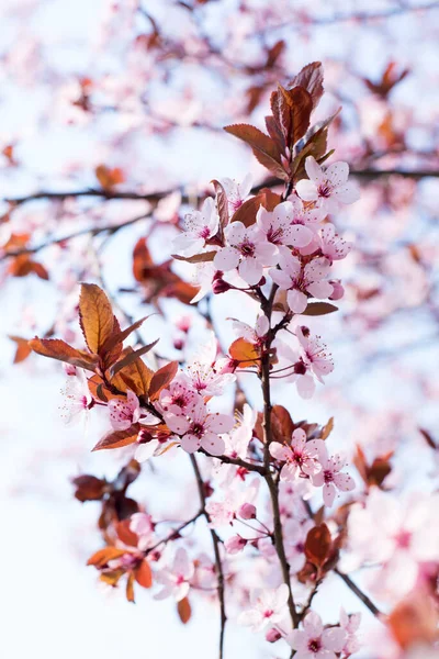 Branch Beautiful Pink Cherry Plum Prunus Cerasifera Nigra Florescendo Início — Fotografia de Stock