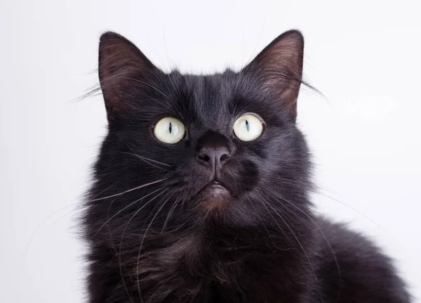 Retrato Hermoso Gato Negro Mullido Lindo Sobre Fondo Blanco —  Fotos de Stock