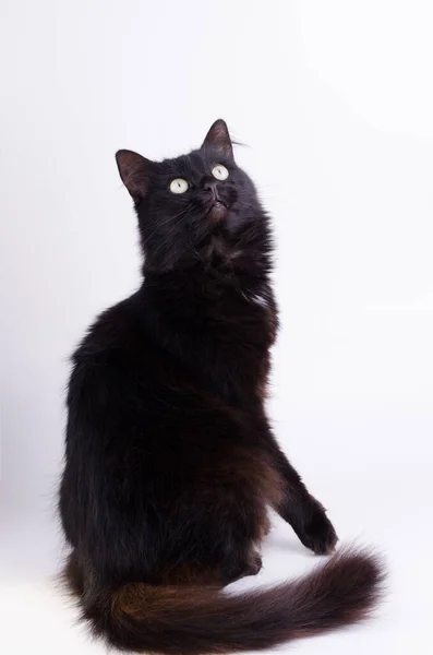 Retrato Hermoso Gato Negro Mullido Lindo Sobre Fondo Blanco —  Fotos de Stock