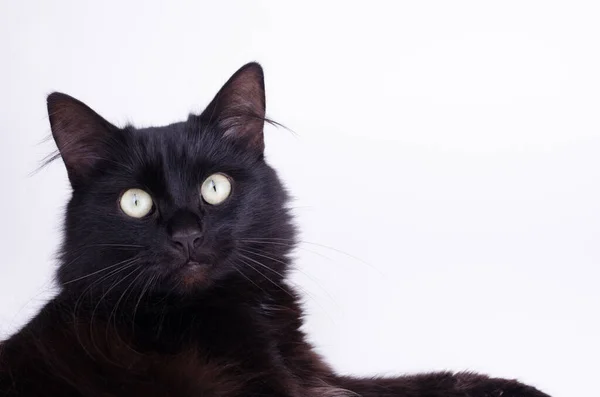 Retrato Hermoso Gato Negro Mullido Lindo Sobre Fondo Blanco —  Fotos de Stock