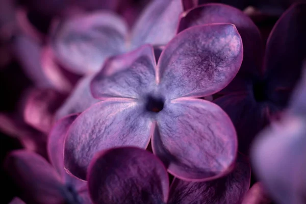 Krásné Fialové Květy Šeříku Makro Fotografie Fialových Jarních Květin Květinové — Stock fotografie