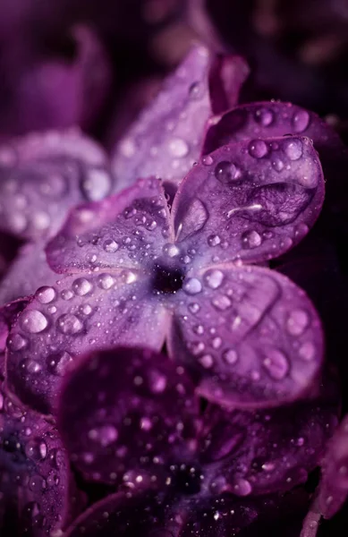 Belles Fleurs Lilas Pourpres Macro Photo Fleurs Printanières Lilas Couvertes — Photo