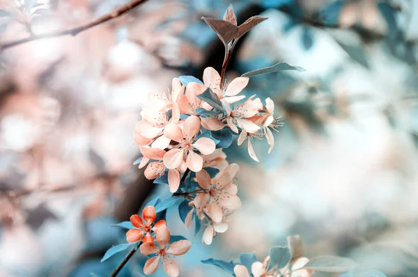 Selektiv Fokussiertes Makrofoto Einer Rosa Apfelbaumblüte Vor Verschwommenem Hintergrund Frühling — Stockfoto