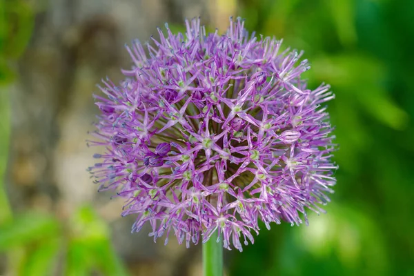 Purple Allium Lucy Ball Flowers Field Spring Garden Design Perennial — Stock Photo, Image