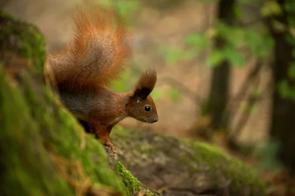 Beautiful Red Fluffy Squirrel Eating Big Walnut Autumn Forest Curious — Stock Photo, Image