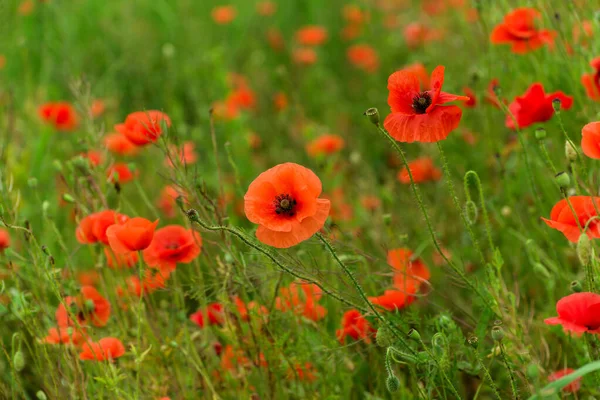 Beaux Coquelicots Rouges Sur Champ Été Fleurs Opium Champ Sauvage — Photo