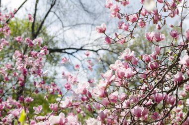 İlkbaharda güzel manolya ağaçları çiçek açar. Gün batımına karşı manolya çiçeği. Romantik yaratıcı tonlu çiçek arkaplanı.