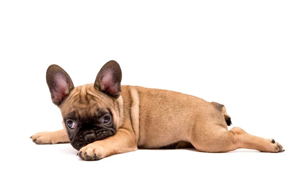 Adorável Cachorrinho Bulldog Francês Fawn Cãozinho Bonito Fundo Branco — Fotografia de Stock