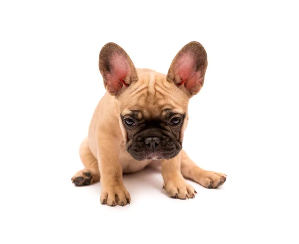 Adorável Cachorrinho Bulldog Francês Fawn Cãozinho Bonito Fundo Branco — Fotografia de Stock