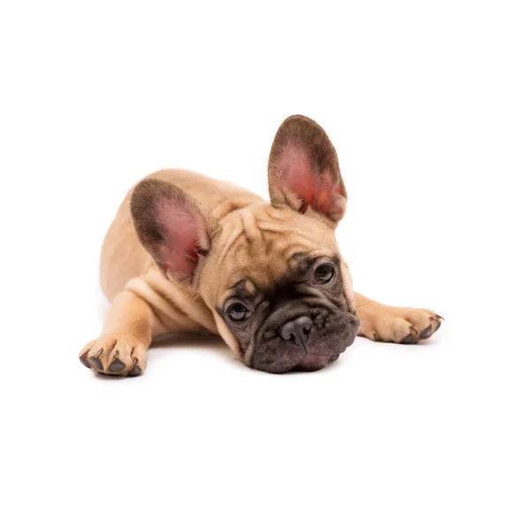 Imádnivaló Fawn Francia Bulldog Kiskutya Aranyos Kis Kölyök Egy Fehér — Stock Fotó