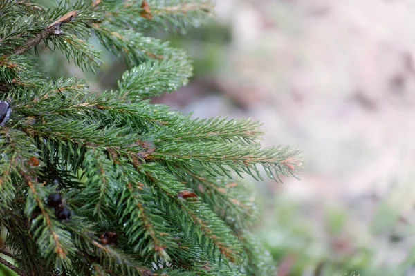 Weihnachten Winter Hintergrund Mit Frostigen Kiefer — Stockfoto