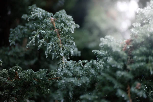 Navidad Fondo Invierno Con Pino Escarchado —  Fotos de Stock