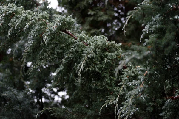 Natal Fundo Inverno Com Pinheiros Gelados — Fotografia de Stock