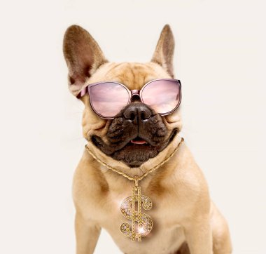 Portrait of Adorable Fawn French Bulldog Wearing Sunglasses and Shiny Gold Dollar Necklace. clipart