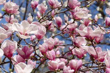 İlkbaharda güzel manolya ağaçları çiçek açar. Gün batımına karşı manolya çiçeği. Romantik yaratıcı tonlu çiçek arkaplanı.