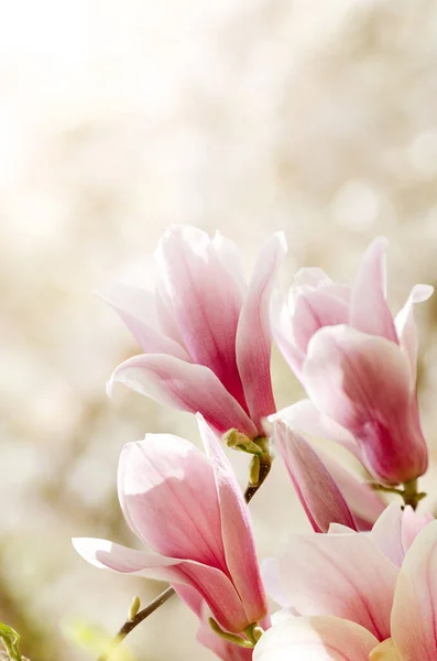 Bela Árvore Magnólia Floresce Primavera Flor Magnólia Jentle Contra Luz — Fotografia de Stock