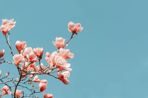 Bela Árvore Magnólia Floresce Primavera Flor Magnólia Brilhante Contra Céu — Fotografia de Stock